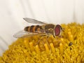 Hoverfly feeding on pollen Royalty Free Stock Photo