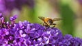 A hoverfly feeding on a purple buddleia Royalty Free Stock Photo