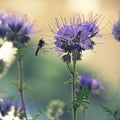 Hoverfly feeding on purple phacelia honey flower Royalty Free Stock Photo