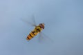 Hoverfly in Flight Close-Up Royalty Free Stock Photo