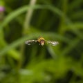 Hoverfly in flight with motion-blurred wings macro on bokeh background, selective focus, shallow DOF