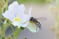 Hoverfly or Flower Fly, Eupeodes luniger, female pollinating Nemesia flowers, close-up on a blurred background