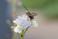 Hoverfly or Flower Fly, Eupeodes luniger, yellow and black female pollinating Nemesia flowers, close-up view from behind