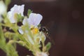 Hoverfly or Flower Fly, Eupeodes luniger, yellow and black female pollinating Nemesia flowers, dark background Royalty Free Stock Photo