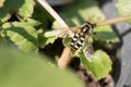 Flower Fly or Hoverfly, Eupeodes luniger, yellow and black female on green foliage close-up on a leafy background