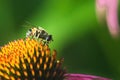 Hoverfly, flower fly, syrphid fly. Eupeodes luniger collects nectar from the pink flower. Mimicry of wasps and bees. Macro photo. Royalty Free Stock Photo