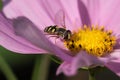 Hoverfly or Flower Fly, Eupeodes luniger, black and yellow female pollinating a pink Japanese Anemone flower, close-up view Royalty Free Stock Photo