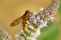 Hoverfly on a flower. Royalty Free Stock Photo