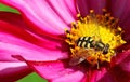 Hoverfly or flowerfly Syrphidae