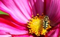 Hoverfly or flowerfly Syrphidae