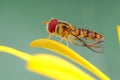 hoverfly on flowers