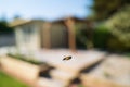 A hoverfly flying against a soft focus garden background with a patio and gazebo