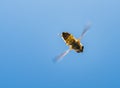 Hoverfly flying over head seen from below against a blue sky
