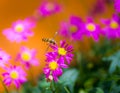 Hoverfly flying to a magenta daisy flower Royalty Free Stock Photo