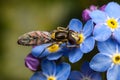 Hoverfly and forget-me-not