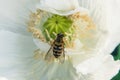 Hoverfly gathering pollen inside white poppy bloom.. Royalty Free Stock Photo