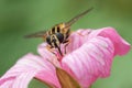 Hoverfly in geranium flower Royalty Free Stock Photo