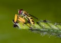 Hoverfly on grass pollen Royalty Free Stock Photo