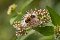 Hoverfly on Gravel root