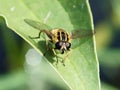Hoverfly on a green leaf Royalty Free Stock Photo