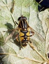 Hoverfly on a green leaf Royalty Free Stock Photo