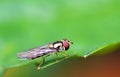 Hoverfly on a green leaf. Royalty Free Stock Photo