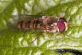 Hoverfly on a green leaf Royalty Free Stock Photo