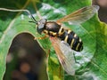Hoverfly on a green leaf Royalty Free Stock Photo
