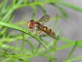 Hoverfly on a green leaf Royalty Free Stock Photo