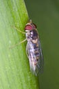 Hoverfly on a green leaf Royalty Free Stock Photo