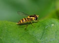 Hoverfly on green leaf Royalty Free Stock Photo