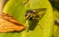 A Hoverfly with its head twisted round