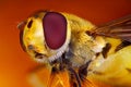 Hoverfly head macro