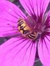 Hoverfly heliophilus pendulus on geranium flower Royalty Free Stock Photo
