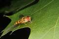 Hoverfly (Helophilus pendulus)