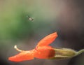 Hoverfly hovering in front of monkey flower