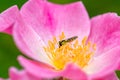 Hoverfly, insect eating Royalty Free Stock Photo