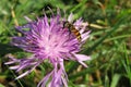 Hoverfly insect on violet flower in the garden Royalty Free Stock Photo