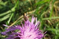 Hoverfly insect on violet flower in the garden Royalty Free Stock Photo