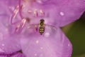 Hoverfly inside lavender rhododendron flower in South Windsor, C