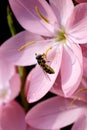 Hoverfly on kaffir lily Royalty Free Stock Photo