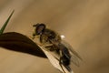 Hoverfly, Kegelbijvlieg, Eristalis pertinax