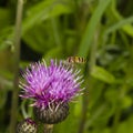 Hoverfly landing on thistle flower with motion-blurred wings macro, selective focus, shallow DOF