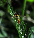 Hoverfly lands on a green plant