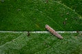 Hoverfly larva on a cherry tree leaf Royalty Free Stock Photo