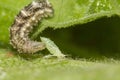 Hoverfly larva consuming a green aphid Royalty Free Stock Photo