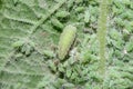 A Hoverfly larva dining out of green aphids