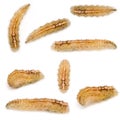 Hoverfly Larvae Royalty Free Stock Photo