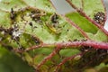 A hoverfly larvae Syrphidae feeding on an aphid Royalty Free Stock Photo