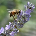 Hoverfly on a lavender flower spike.